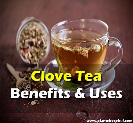 3 Must-Know Facts About Clove Tea and Weight Loss Myths